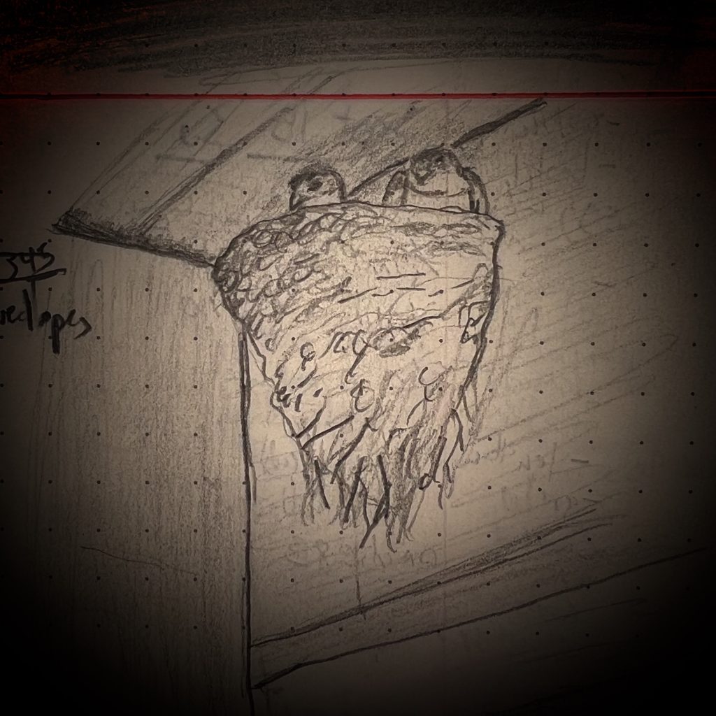 A pencil sketch of two annoyed lil barn swallows in their mud-and-straw nest
