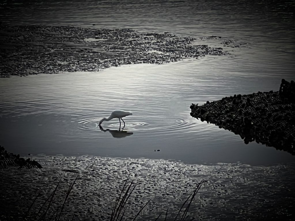 A black-and-white photo of an egret in shallow waters on the Gulf of Mexico, reflected in concentric ripples.
