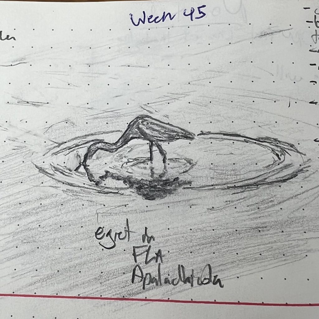 A pencil sketch of an egret in shallow waters on the Gulf of Mexico, reflected in concentric ripples.