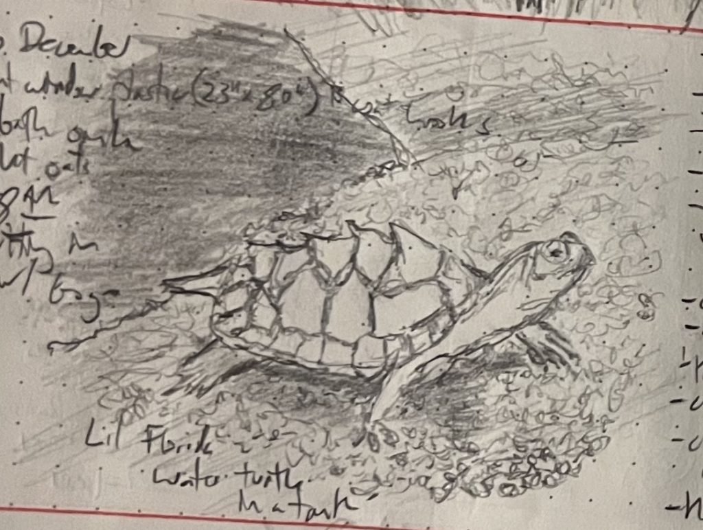 A pencil sketch of a small semi-aquatic Florida turtle with a spiky shell and quiet dignity.