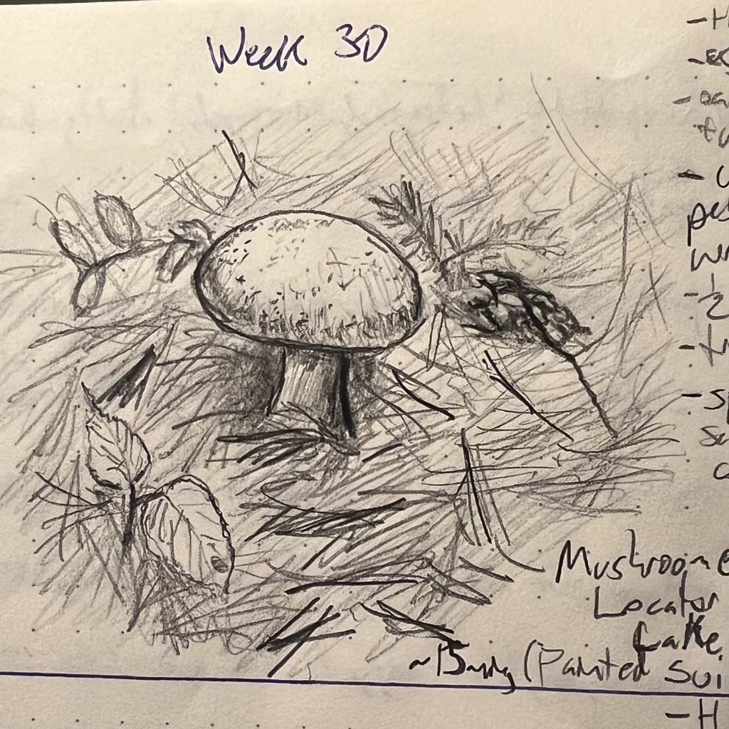 Sketch of a perfect little painted suillus mushroom