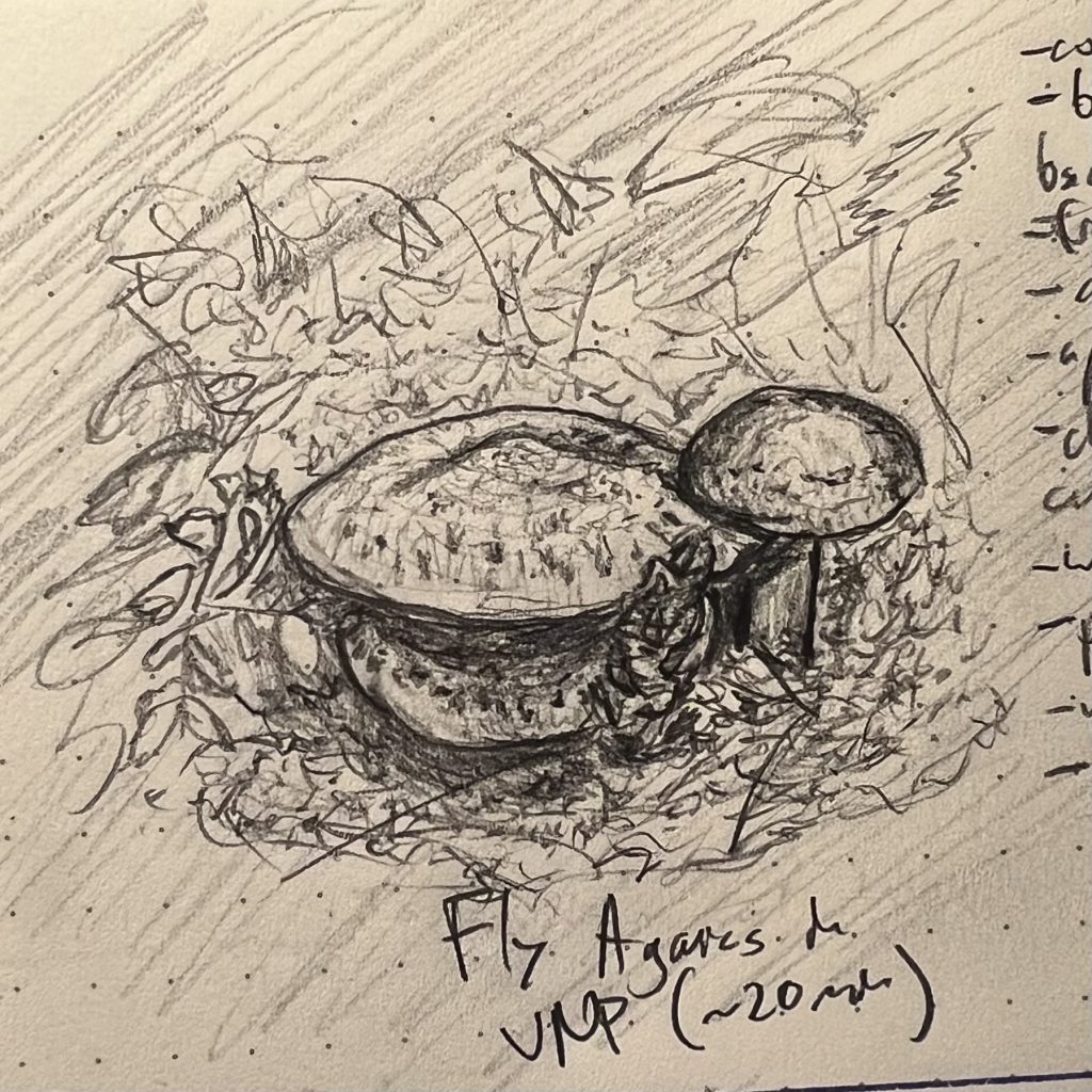 A sketch of a group of painted suillus mushrooms, which I mislabeled as being Fly Agarics (aka amanitas)