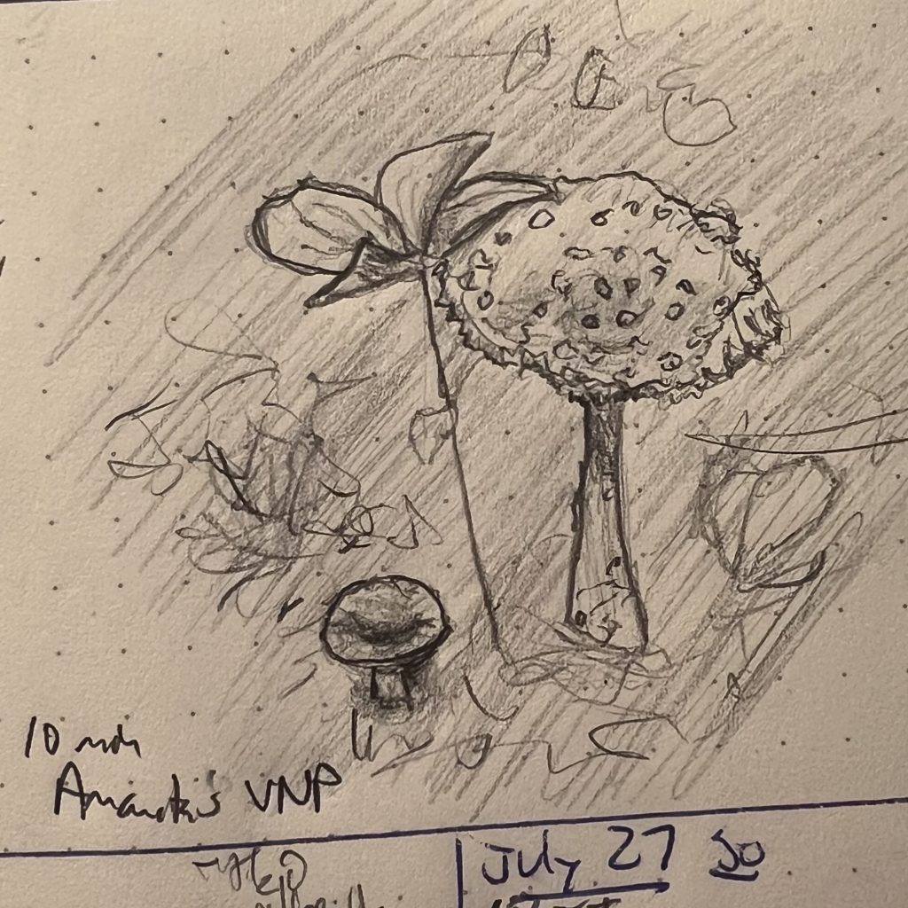 Pencil sketch of a pair of amanita mushooms