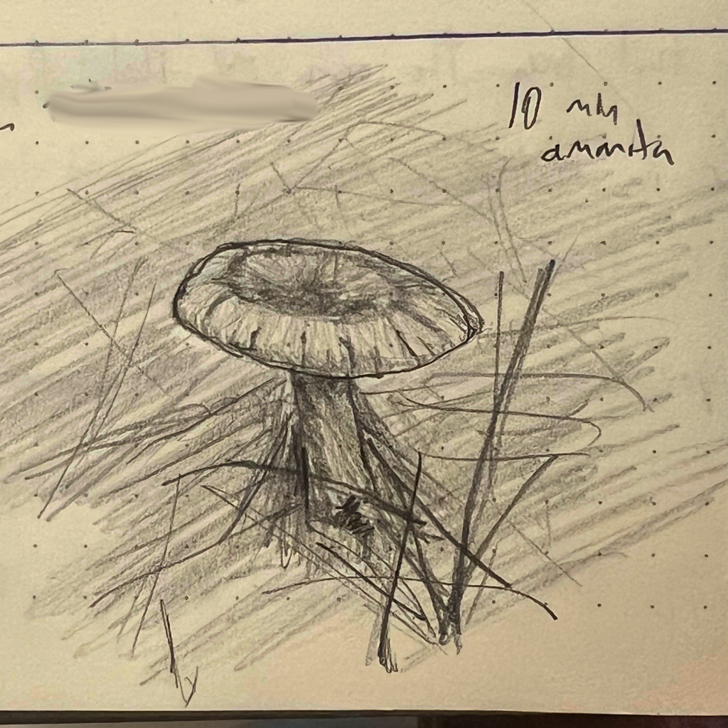 Pencil sketch of a small amanita mushoom