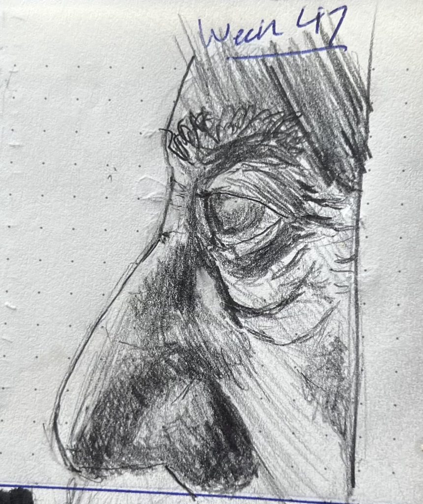 A pencil sketch of an elderly man's face in profile, cropped such that only his prodigious nose and vulture eye are visible