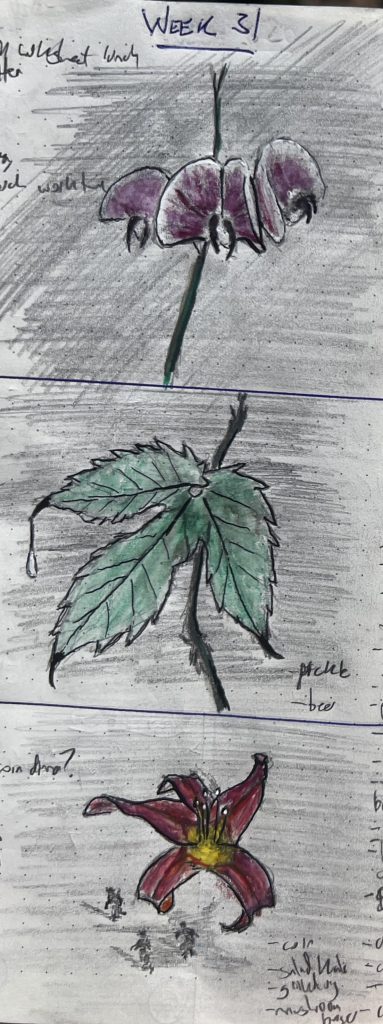 Three sketches of flowers done in graphite and watercolor pencil. Each flower has been made to look more feral. The top is wild sweet pea flowers, the middle is a a hops leaf, and the bottom is an attacking lily